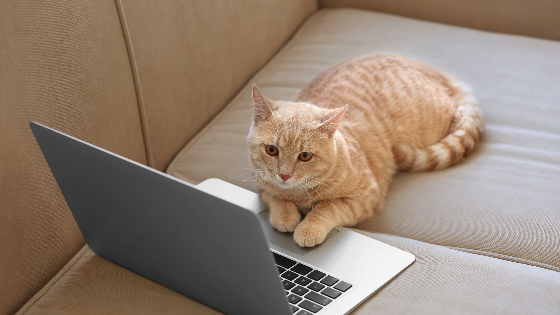 A cat looking to laptop screen