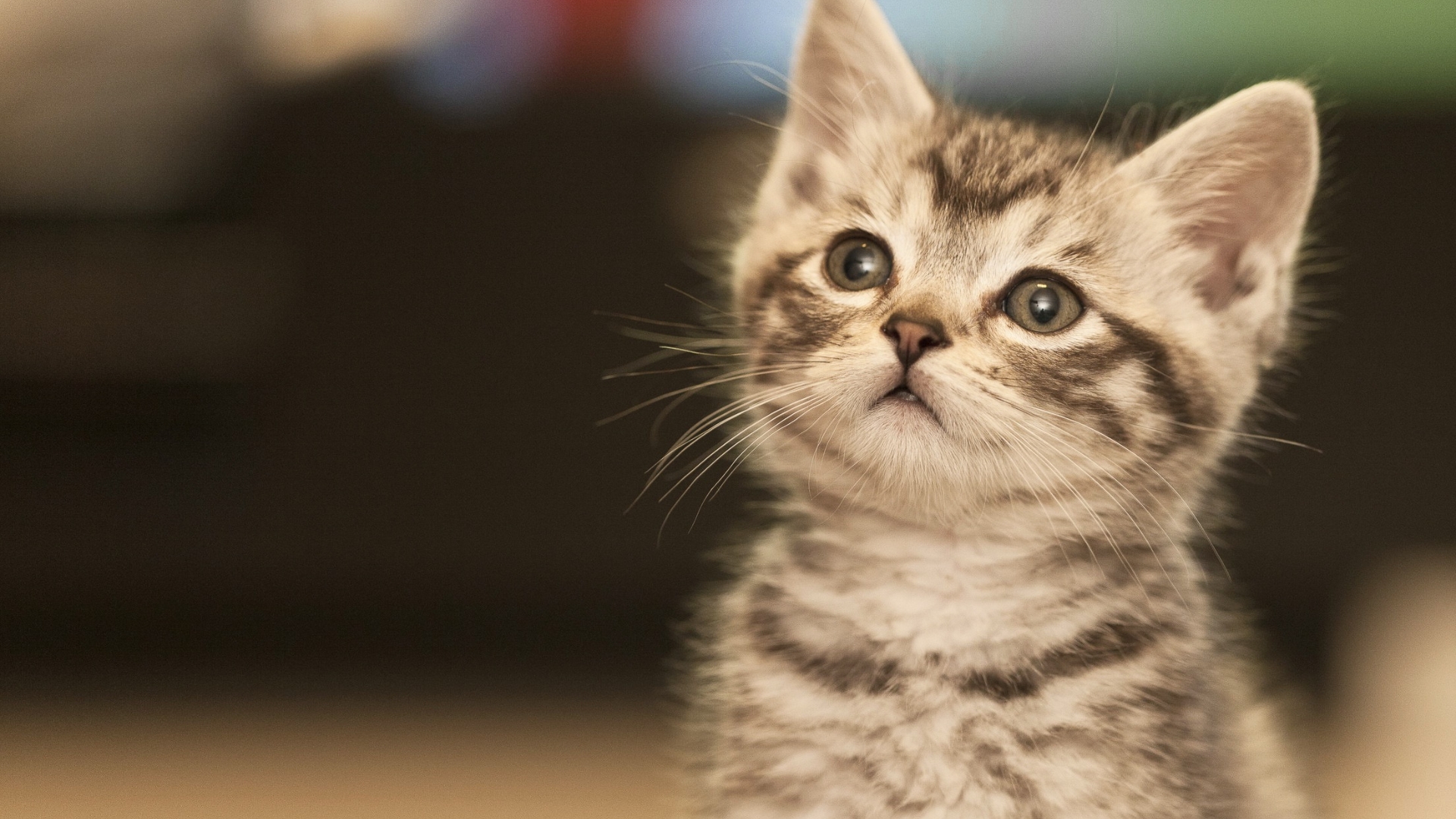 A close up of a cat