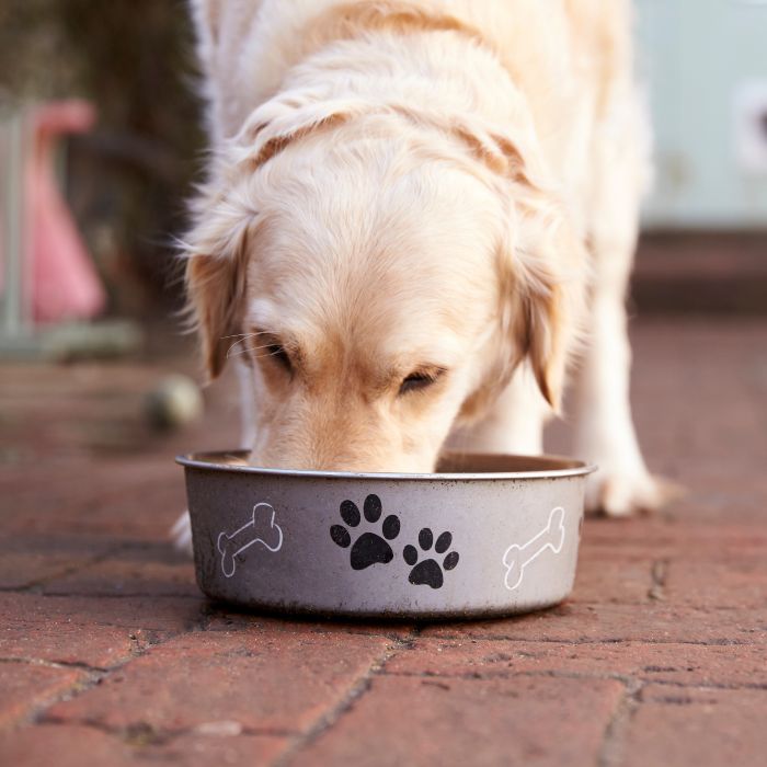 A dog eating from bowl