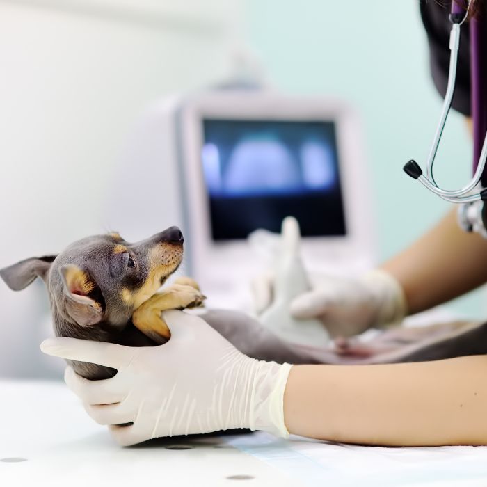 A dog having ultrasound