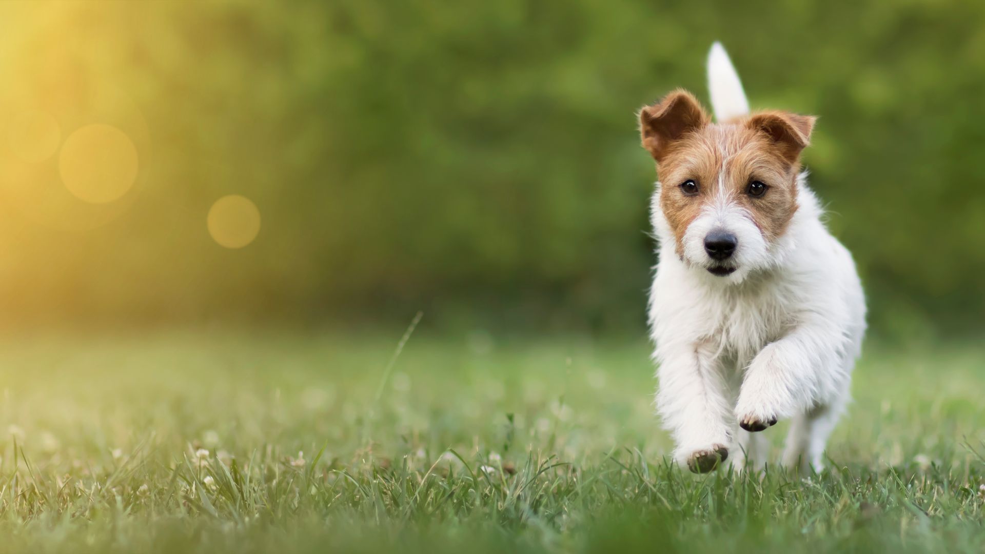 A dog running in the grass