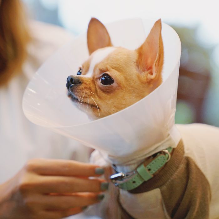 A dog wearing surgery cone