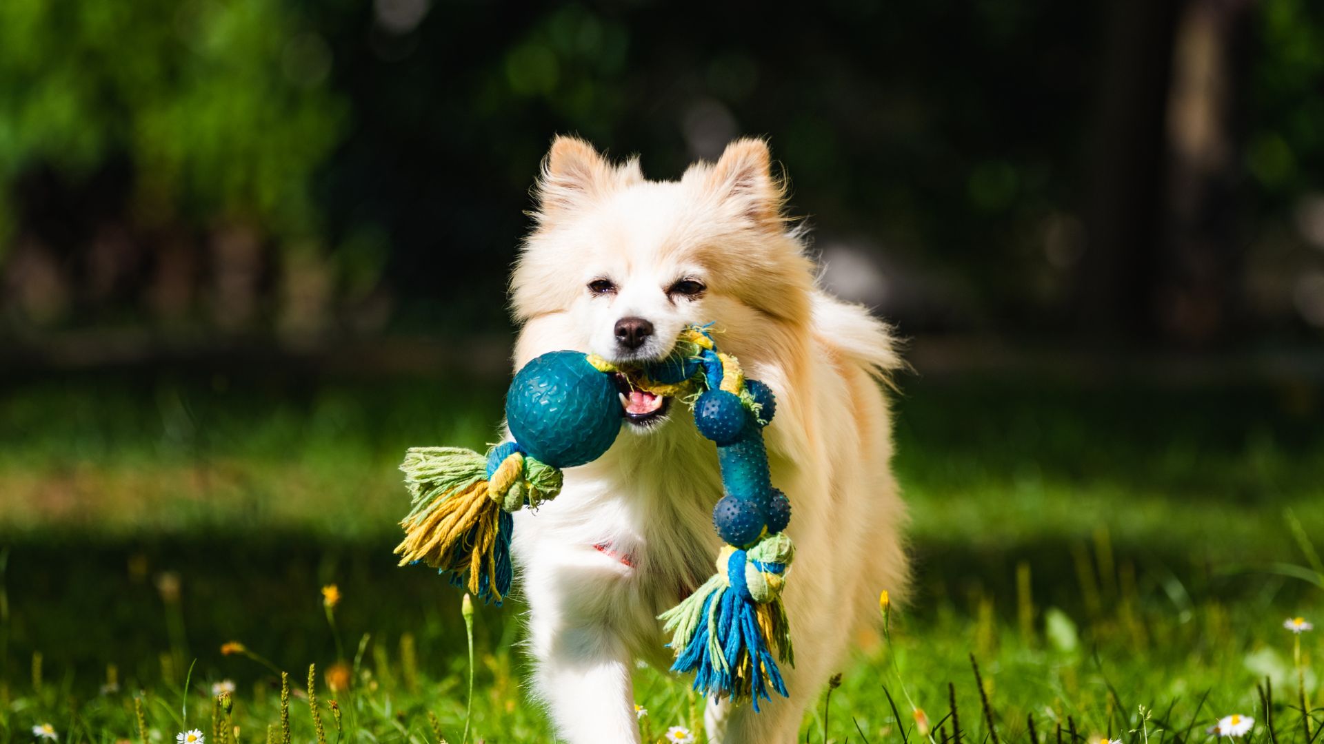 A happy dog with toy in it's mouth
