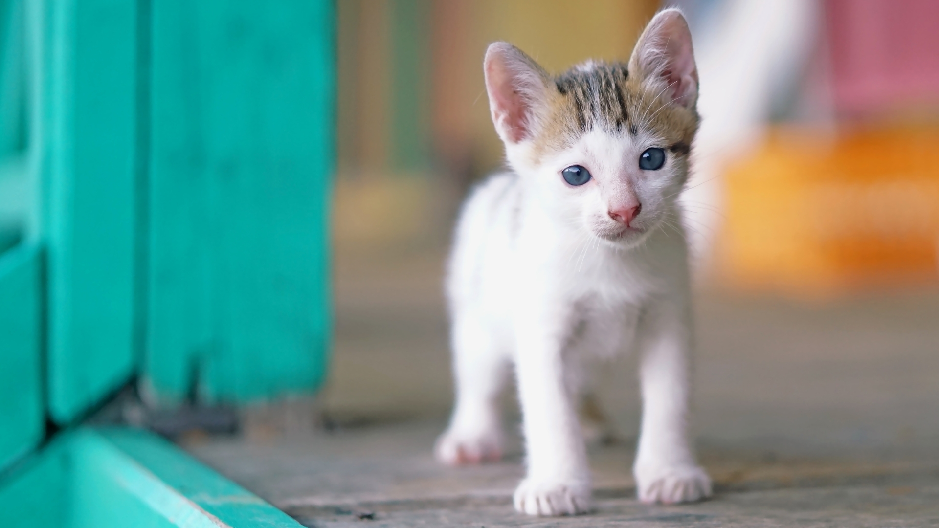 A kitten standing on a wood surface