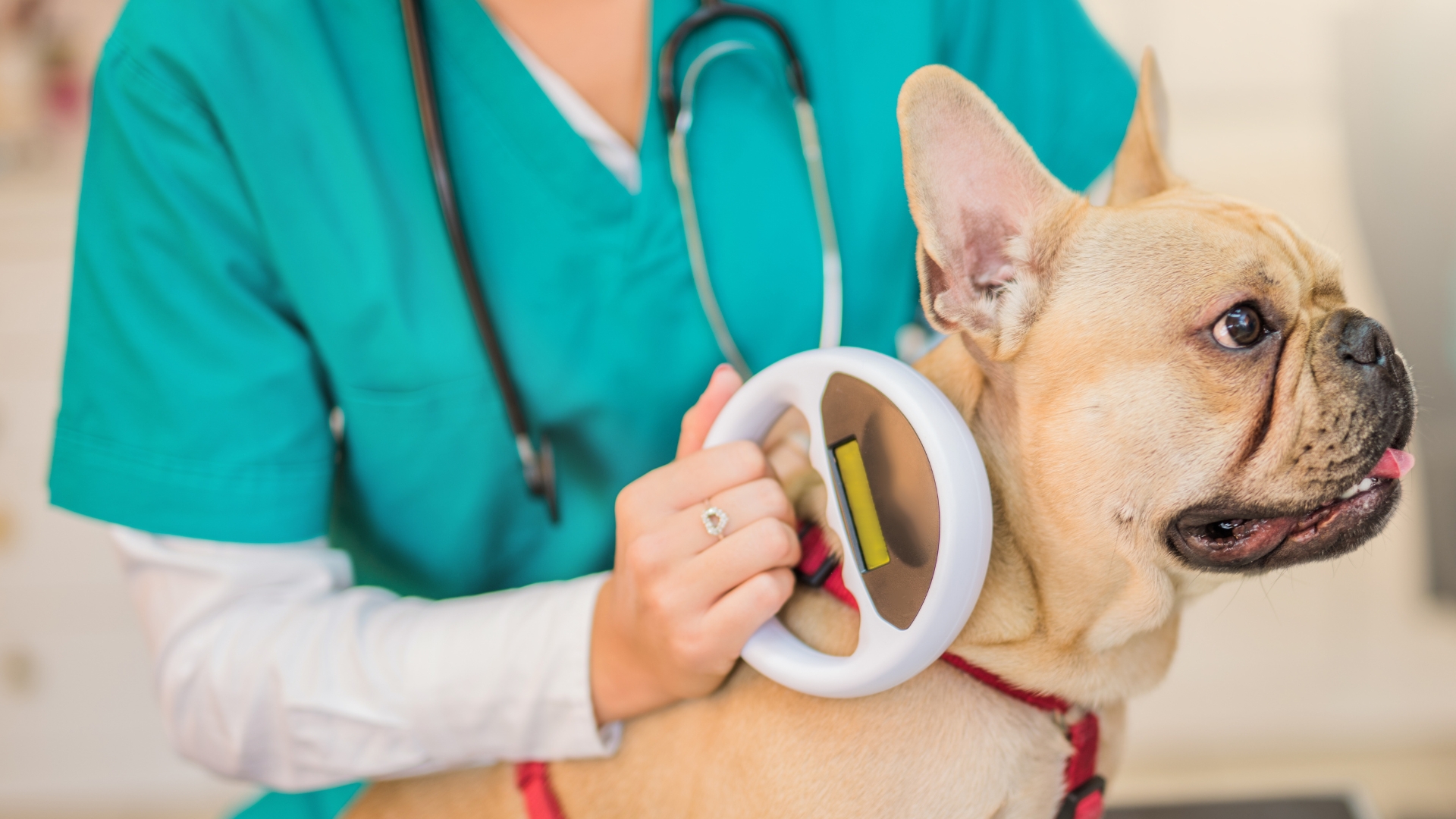 A veterinarian checking dog for microchip