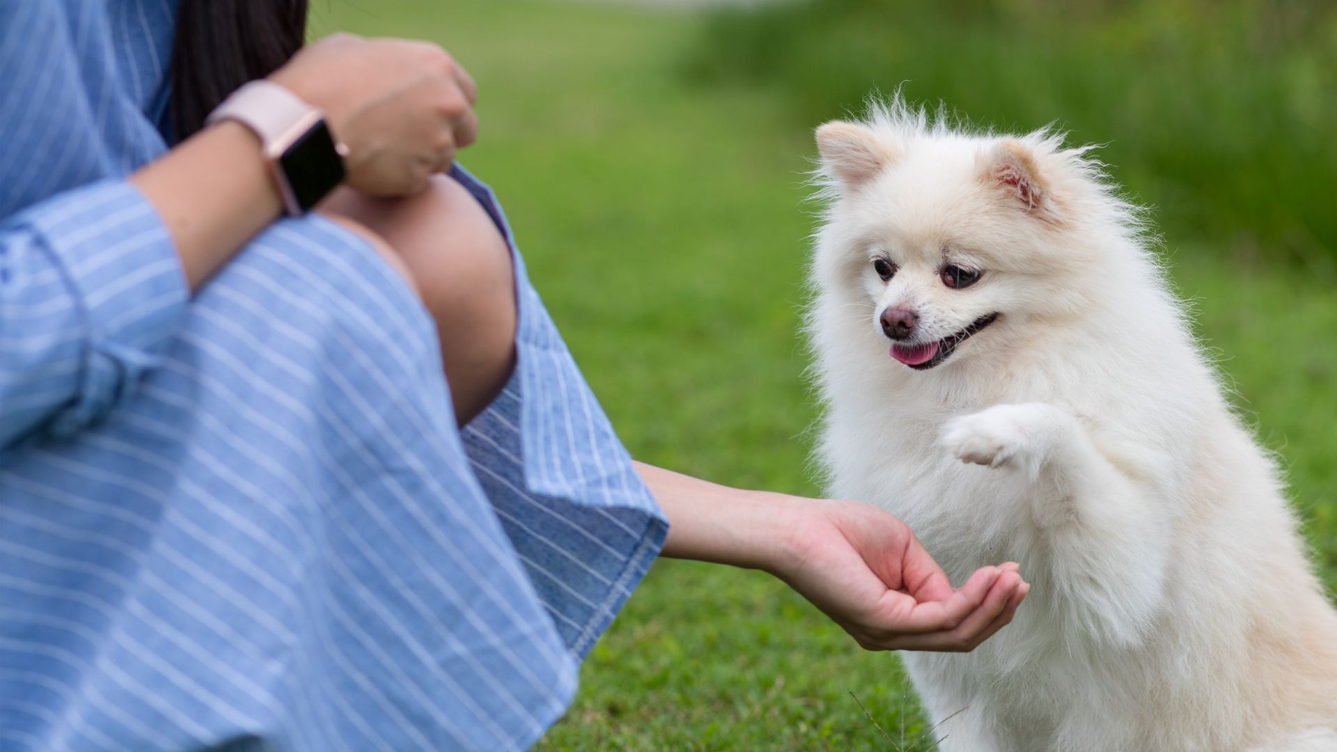 A person petting a dog