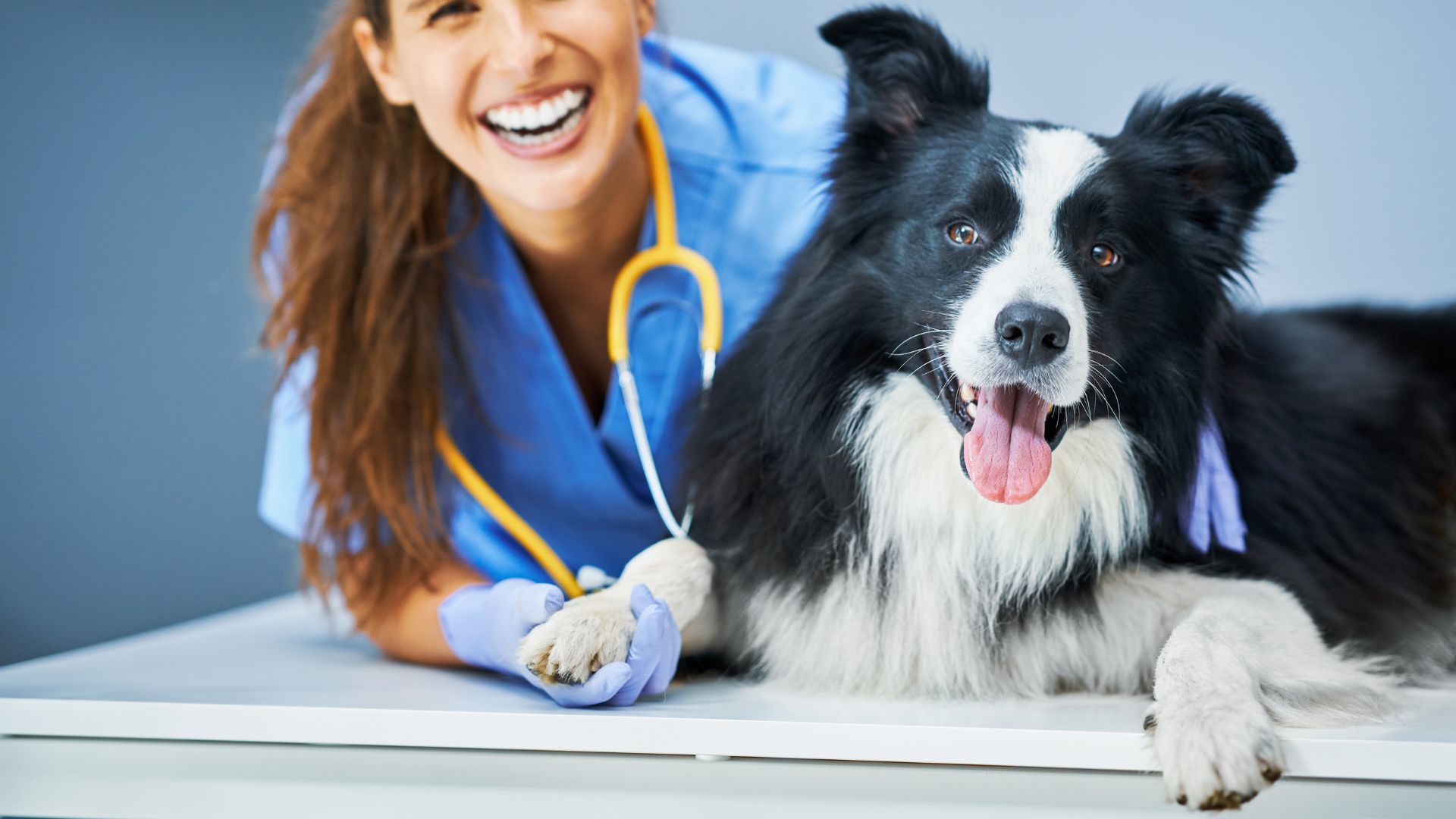 A person with a stethoscope and a dog