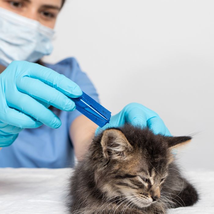 A veterinarian dropping drops on cat