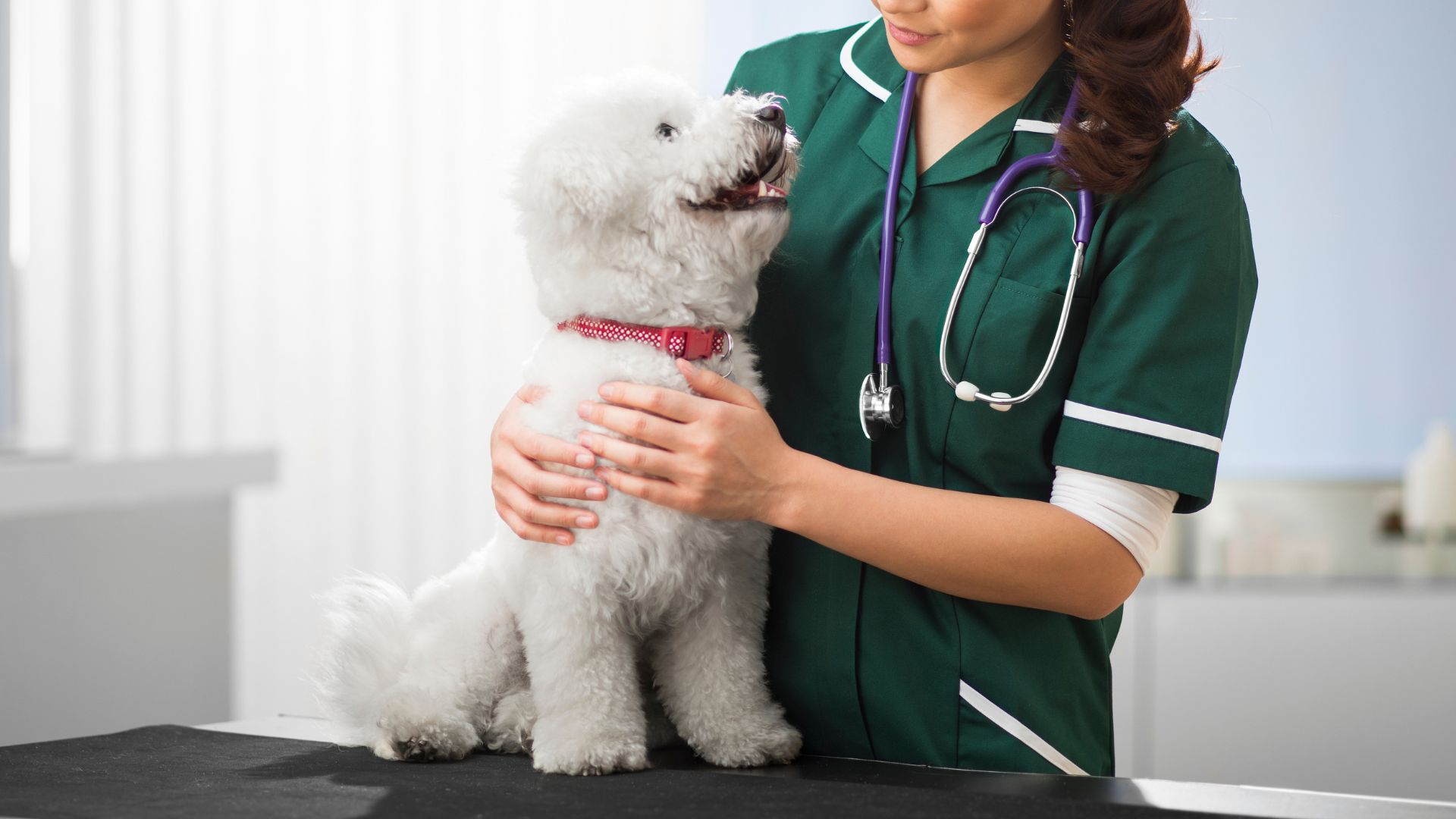A veterinarian holding dog