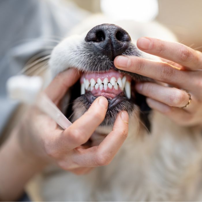 A woman opening dog's mouth for brush