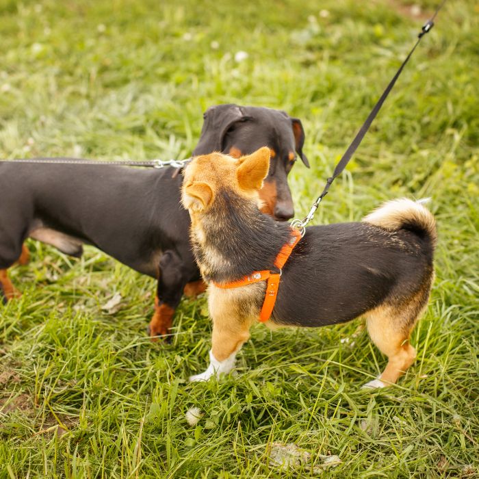 Two dogs sniffing each other