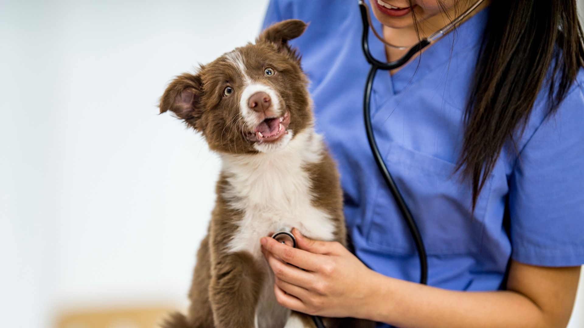 Veterinarian examining a happy dog