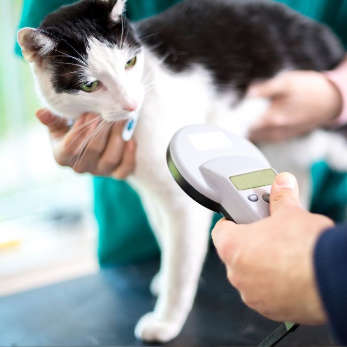 Veterinarian identifying cat with microchip device