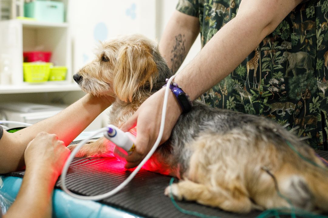 A dog wearing a cone around its neck