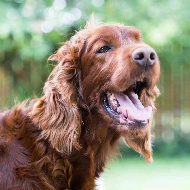 A person holding a cat