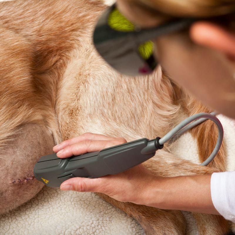 A person holding a cat