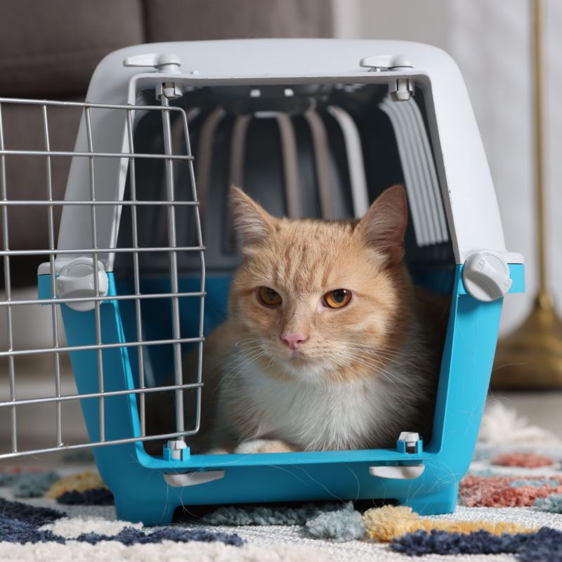 A person holding a cat