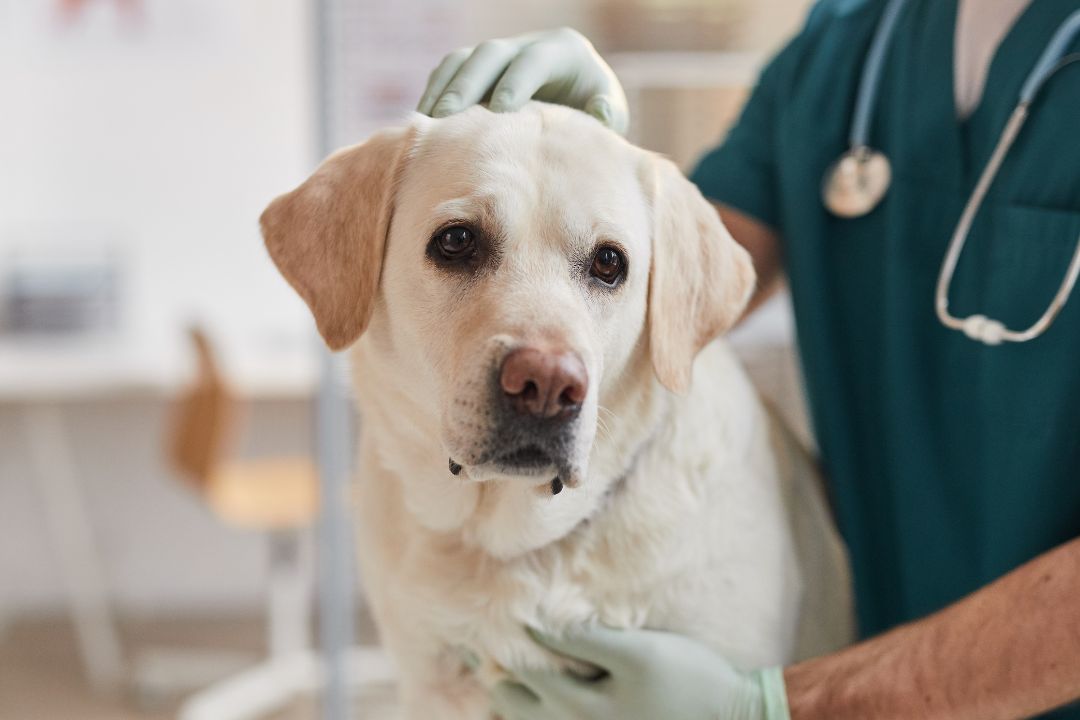 A dog wearing a cone around its neck
