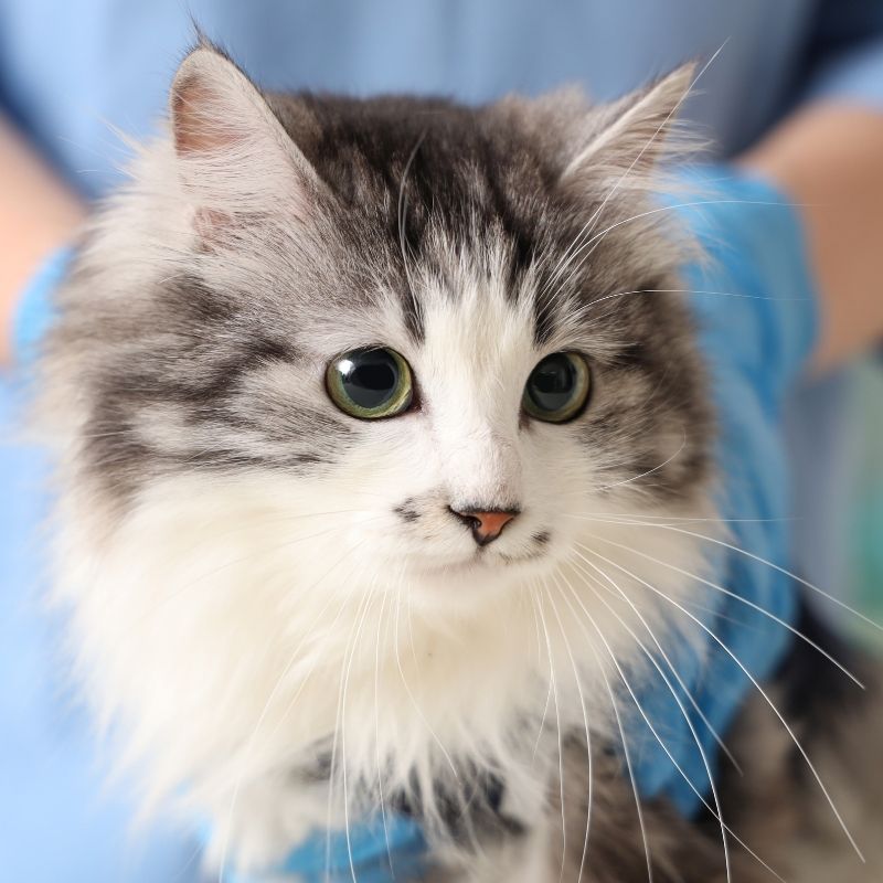 Untitled design - 2025-10-01T095724.320 A cat wearing a surgery cone