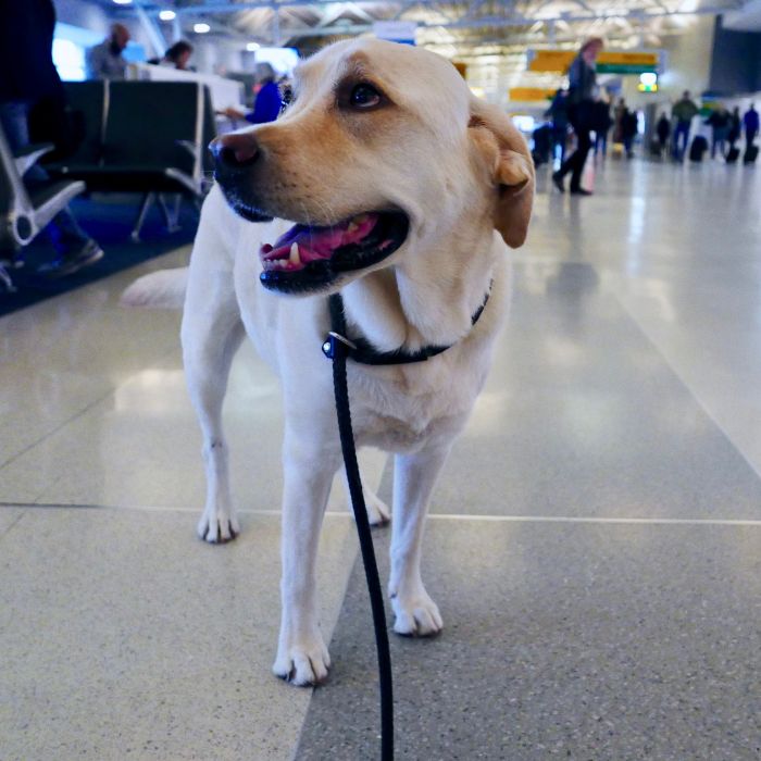 A dog stands in an airport terminal