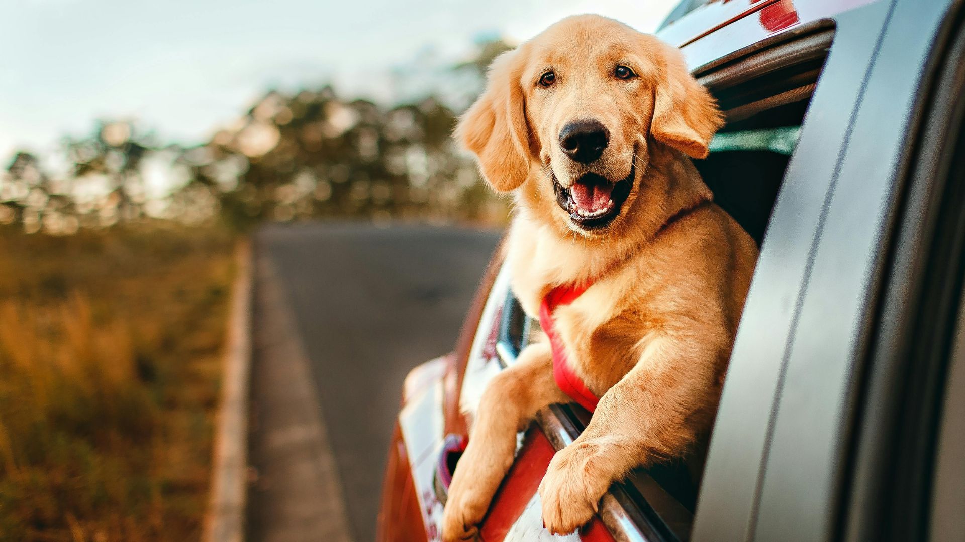 A person brushing dog's teeth